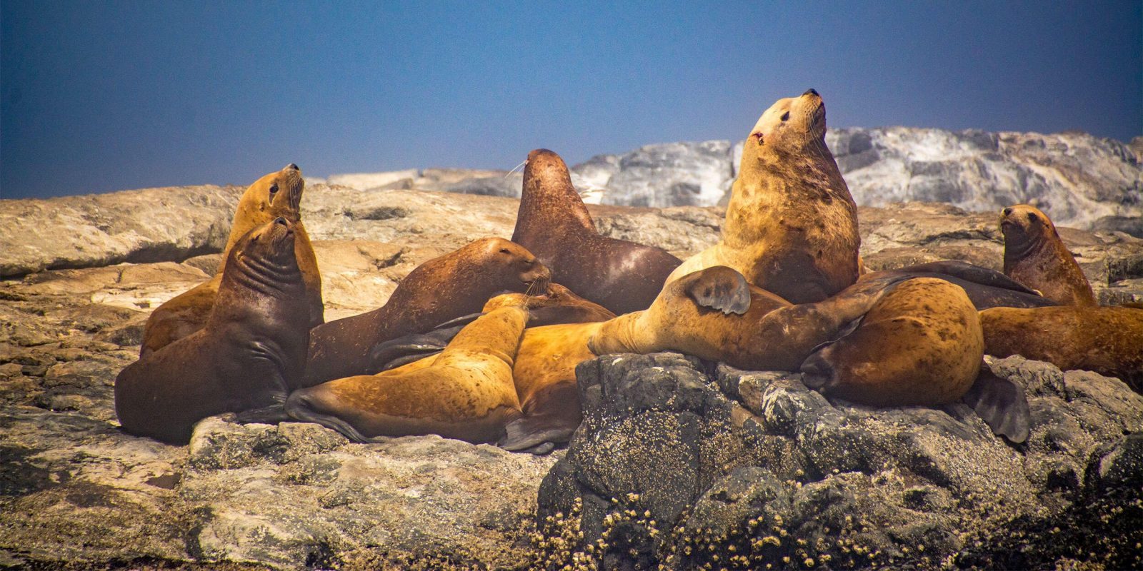 Painting-Seals-Blue-banner