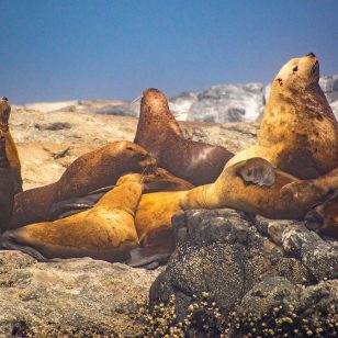 Painting-Seals-Blue-banner
