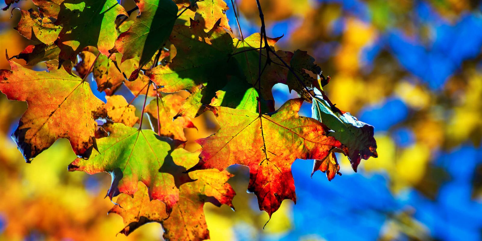 Fall-Colours-banner